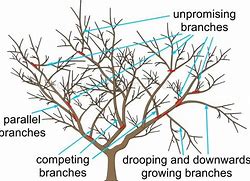 Image result for Apple Tree Pruned Flat On Top