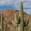 Image result for Saguaro Cactus Animals