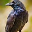 Image result for Raven Bird Symbolism