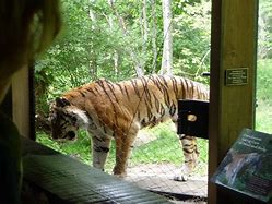 Image result for Bronx Zoo Tiger Mountain