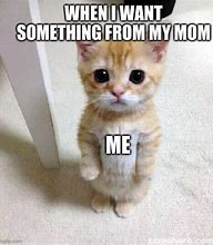 Image result for Kitten Memes