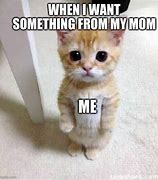 Image result for Cat Memes