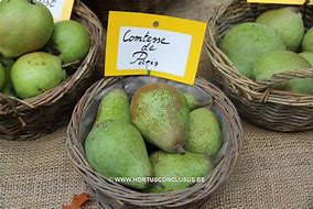 Image result for Pyrus communis Comtesse de Paris