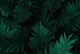 Image result for Dark Green Leaf Wallpaper