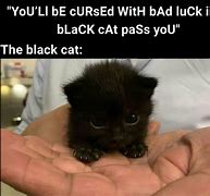 Image result for Black Cat Bad Luck Meme