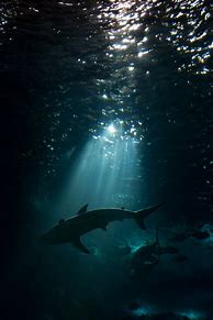 Image result for iPhone Shark Ocean Wallpaper