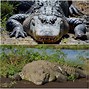 Image result for Alligator and Crocodile Difference Snout