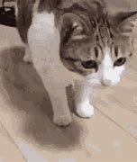 Image result for Blurry Cat Meme