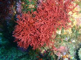 Image result for Types of Sea Moss