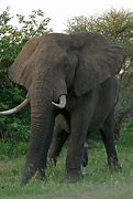 Image result for World's Largest Elephant Ever