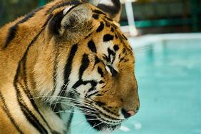 Image result for Imagenes De Tigre ES