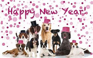 Image result for Funny Animal Happy New Year 2018