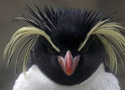 Image result for You Didn't See Anything Penguins