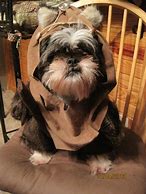 Image result for Dog Dressed Up as Ewok