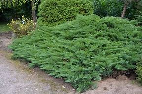 Image result for Juniperus sabina Tamariscifolia