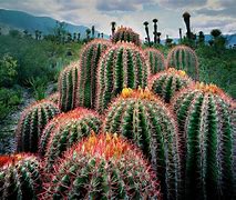 Image result for Mexican Desert Cactus