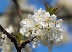 Prunus cerasus Neskora に対する画像結果