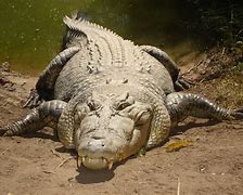 Image result for Crocodile