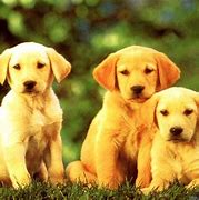 Image result for Cool Dog Wallpapers for Computer