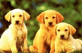 Image result for Cool Puppy Dog