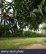 Image result for Mango Orchard