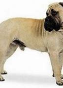 Image result for Loyal Best Guard Dog Breeds