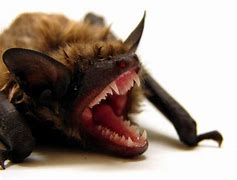Image result for Attacked by Bat Meme