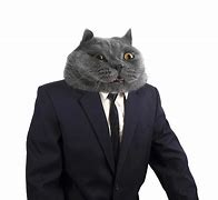 Image result for Boss Cat Pic