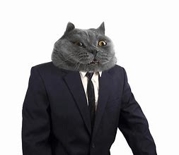 Image result for White Cat Boss