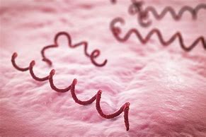 Image result for Syphilis Bacteria
