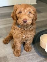Image result for Miniature Parti Labradoodles