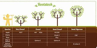 Image result for Apple Tree Rootstock
