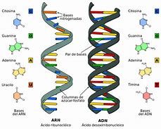 Image result for Caracteristicas Del ADN
