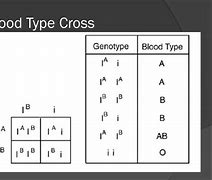 Image result for Heterozygous Type A