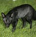 Image result for Black Fox Bat