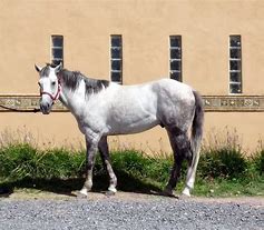 Image result for White Azteca Horse