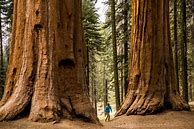 Bildergebnis für Sequoia Grove Rebellious Red