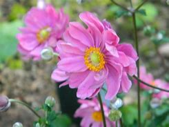 Bilderesultat for Anemone hybrida Serenade