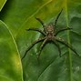 Image result for Cane Spider