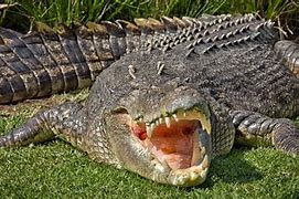 Image result for 18 Foot Crocodile