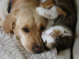 Image result for Dogs and Cats That Are Friends