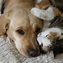 Image result for Dogs and Cats That Are Friends