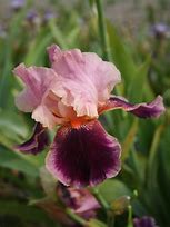 Image result for Iris germanica Wine and Roses