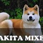 Image result for Pit Bull Akita Mix