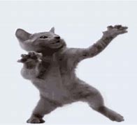 Image result for Cat Standing and Dancing Meme Image