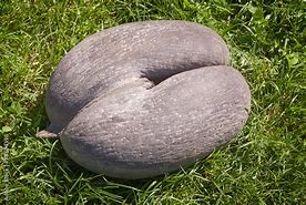 Image result for Seychelles Seed