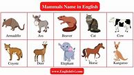 Image result for Mammals Grade 9