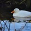 Image result for Pekin Ducks Red Feather