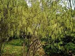 Stachyurus praecox に対する画像結果