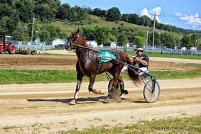 Image result for harness racing equipment